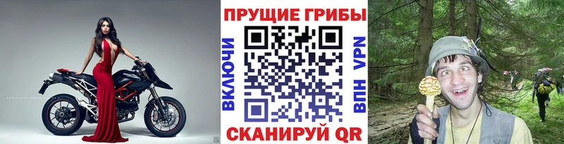 Купить где  Гусев  Галлюциногенные грибы GOLDEN TEACHER 